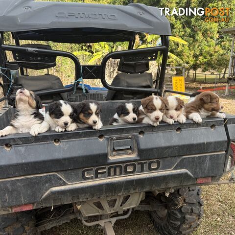Australian shepherd Pups