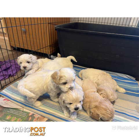 Maltese Shih Tzu puppies 6 weeks old.