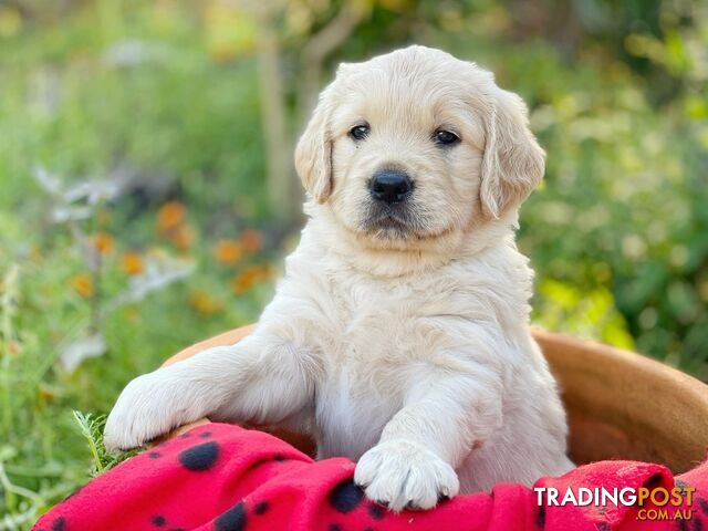 Golden Retriever Puppies