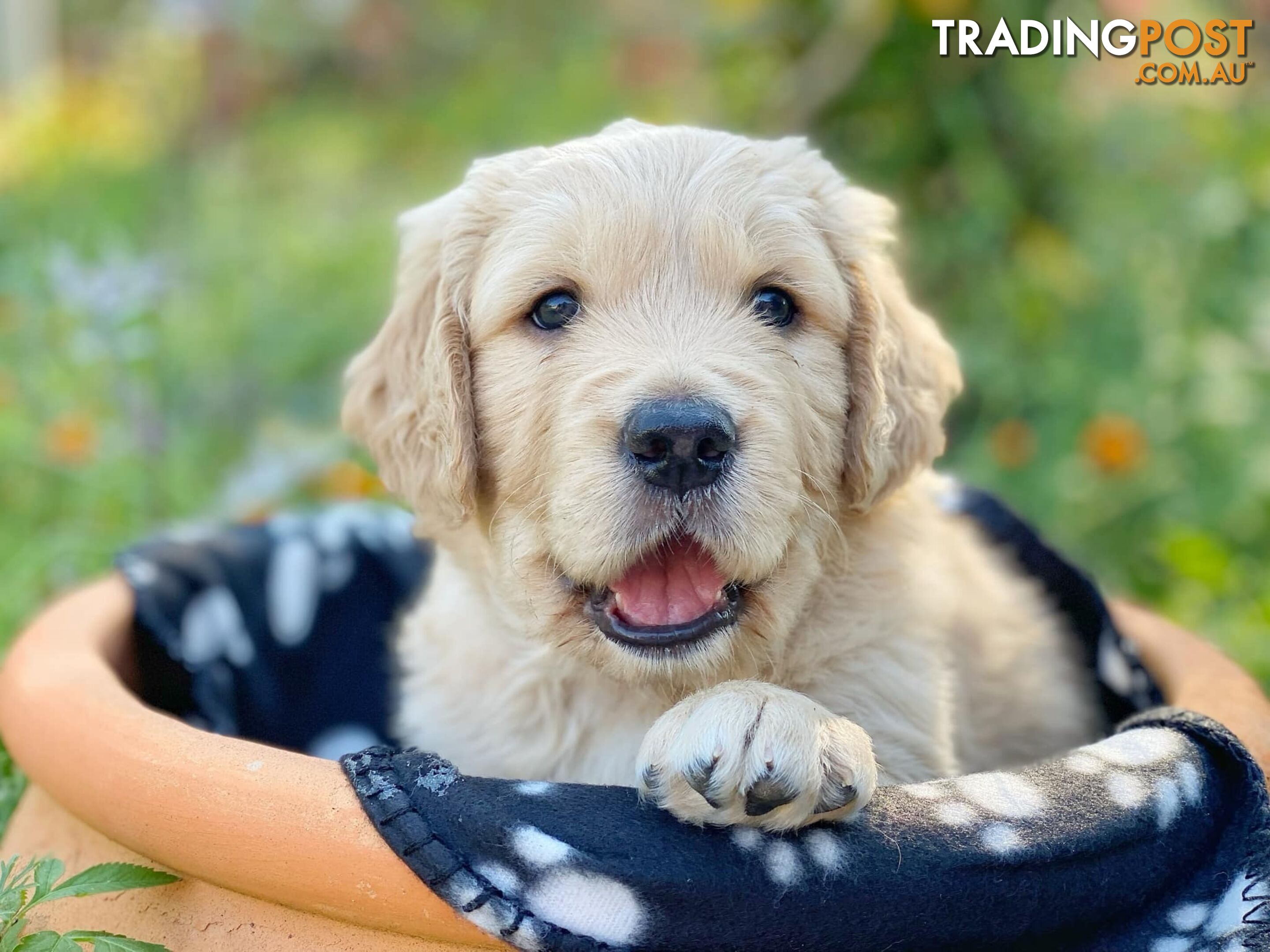 Golden Retriever Puppies