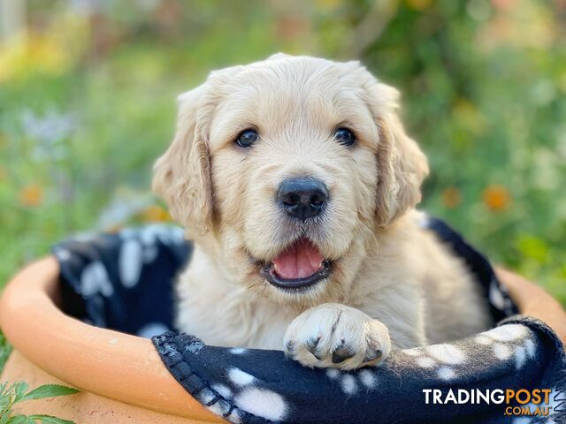 Golden Retriever Puppies