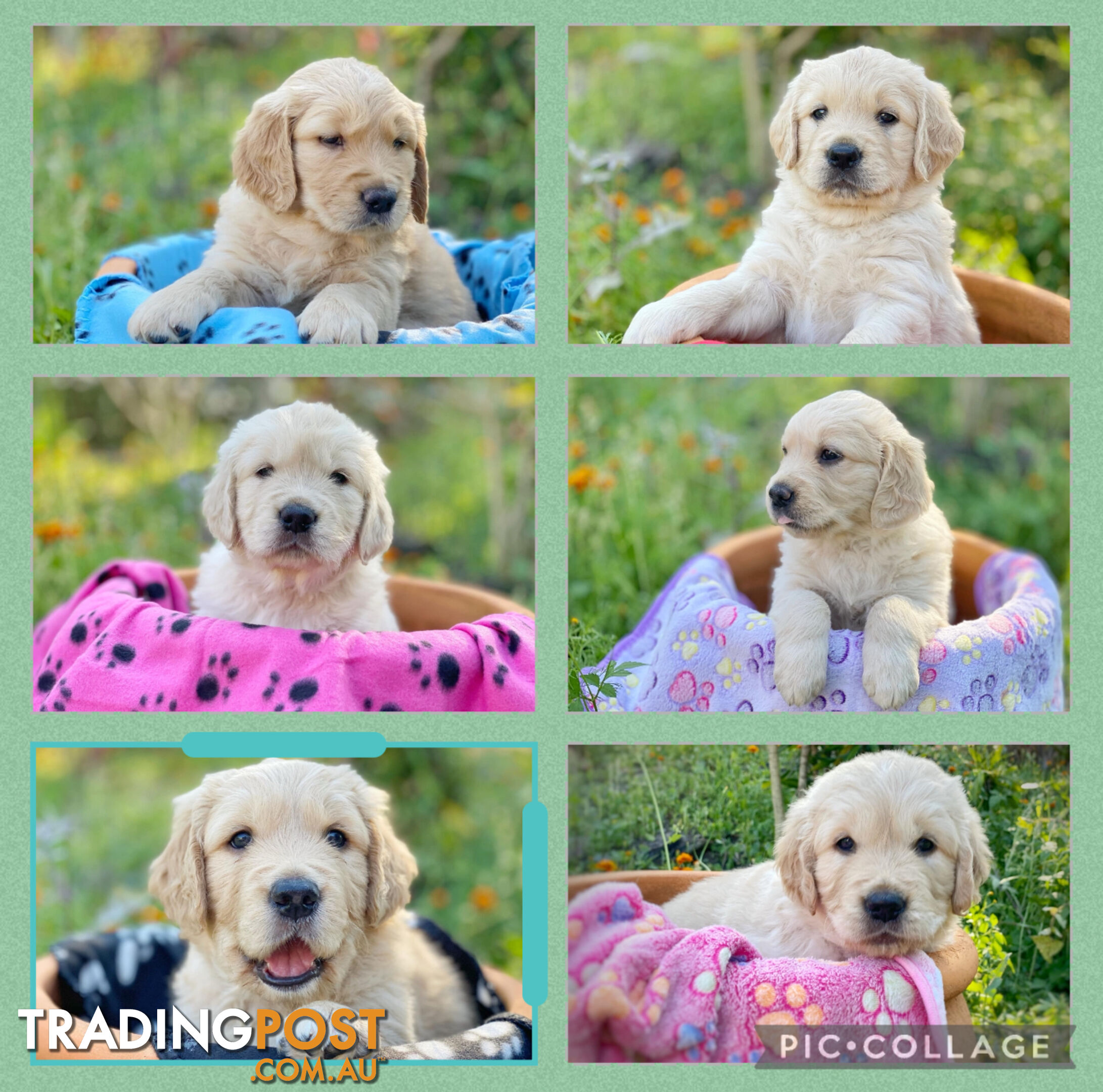 Golden Retriever Puppies