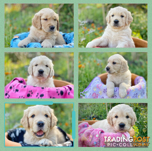 Golden Retriever Puppies