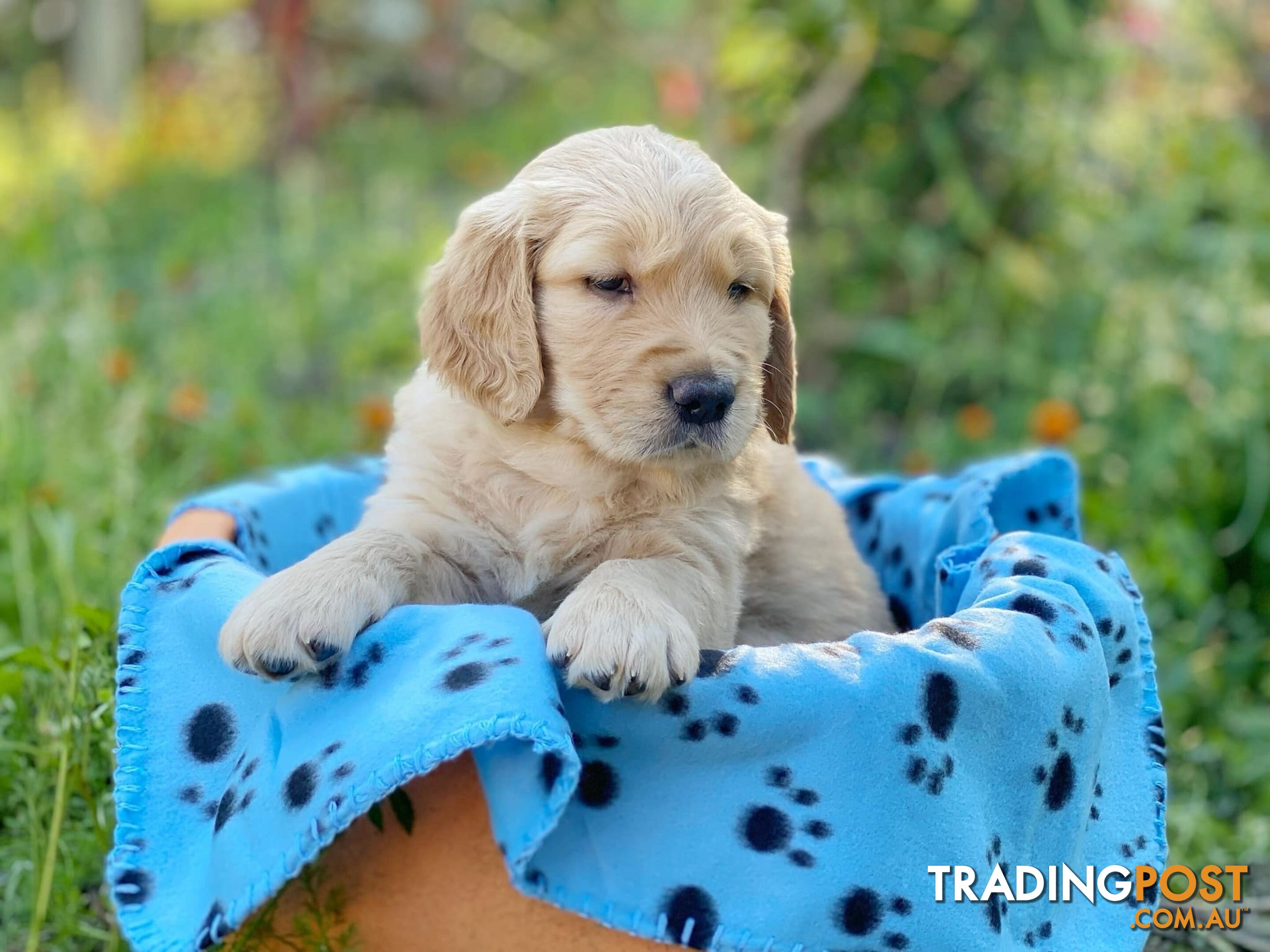 Golden Retriever Puppies