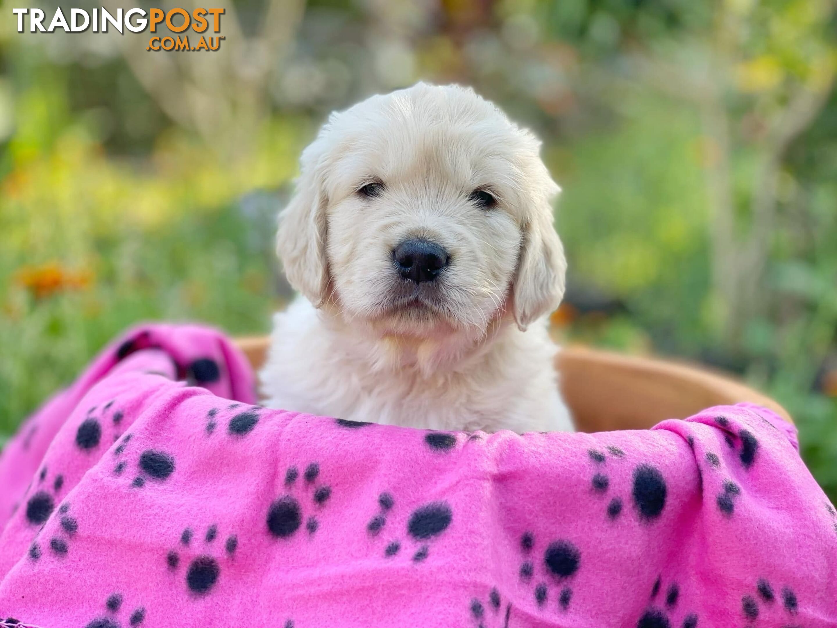 Golden Retriever Puppies