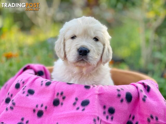 Golden Retriever Puppies