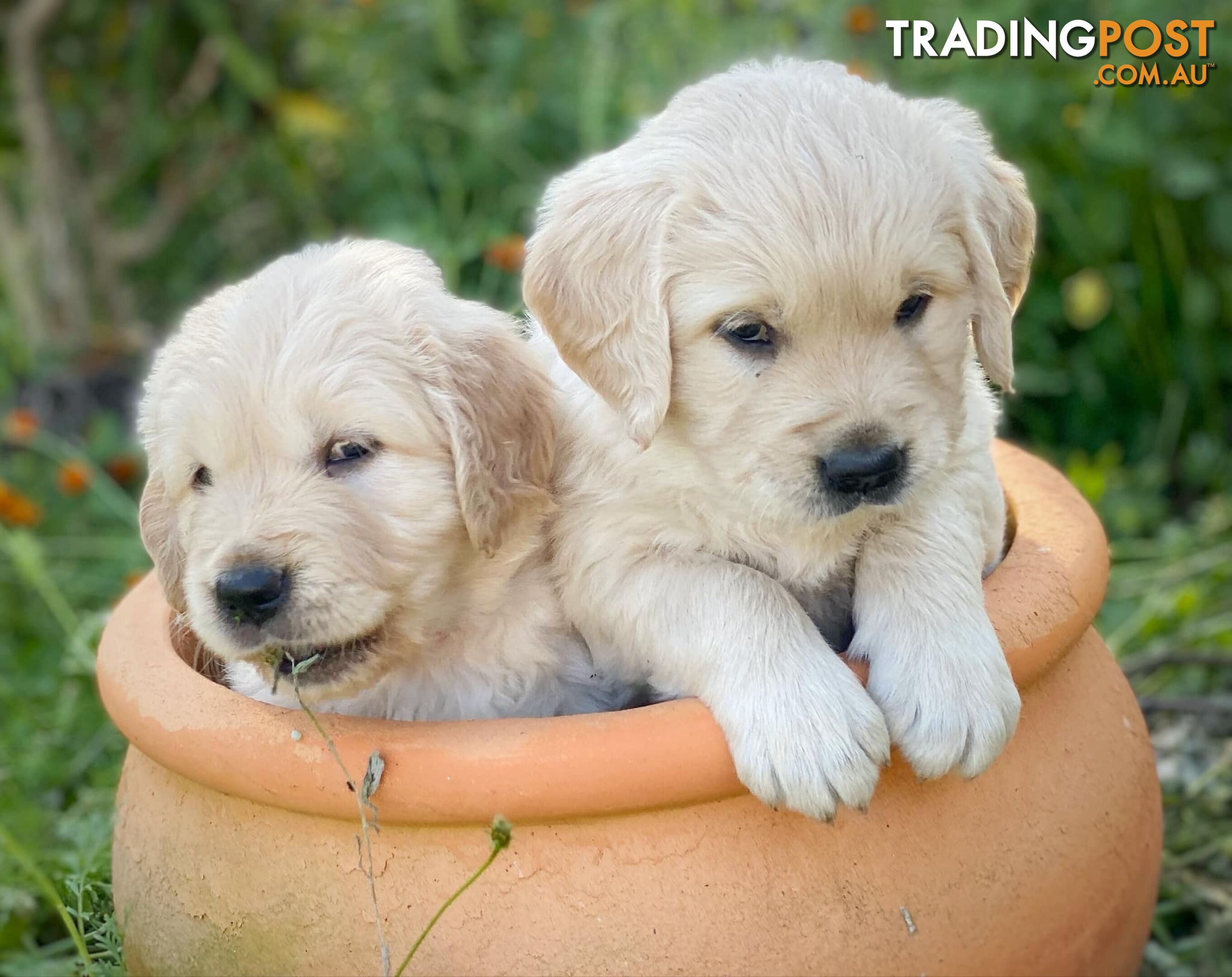 Golden Retriever Puppies