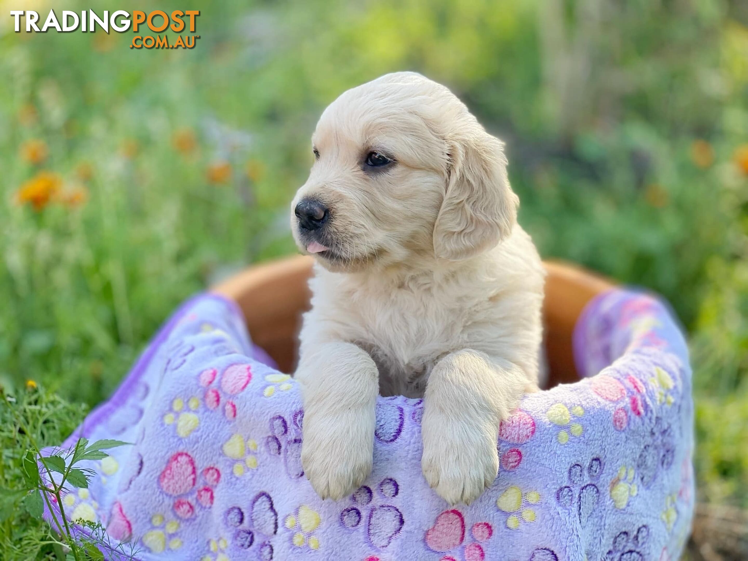 Golden Retriever Puppies