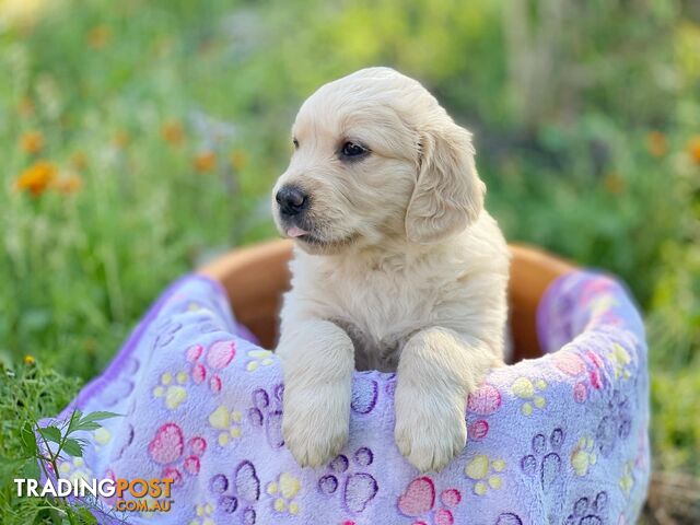 Golden Retriever Puppies