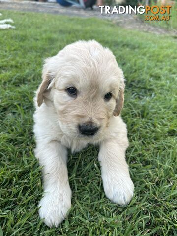 Golden Retriever Puppies