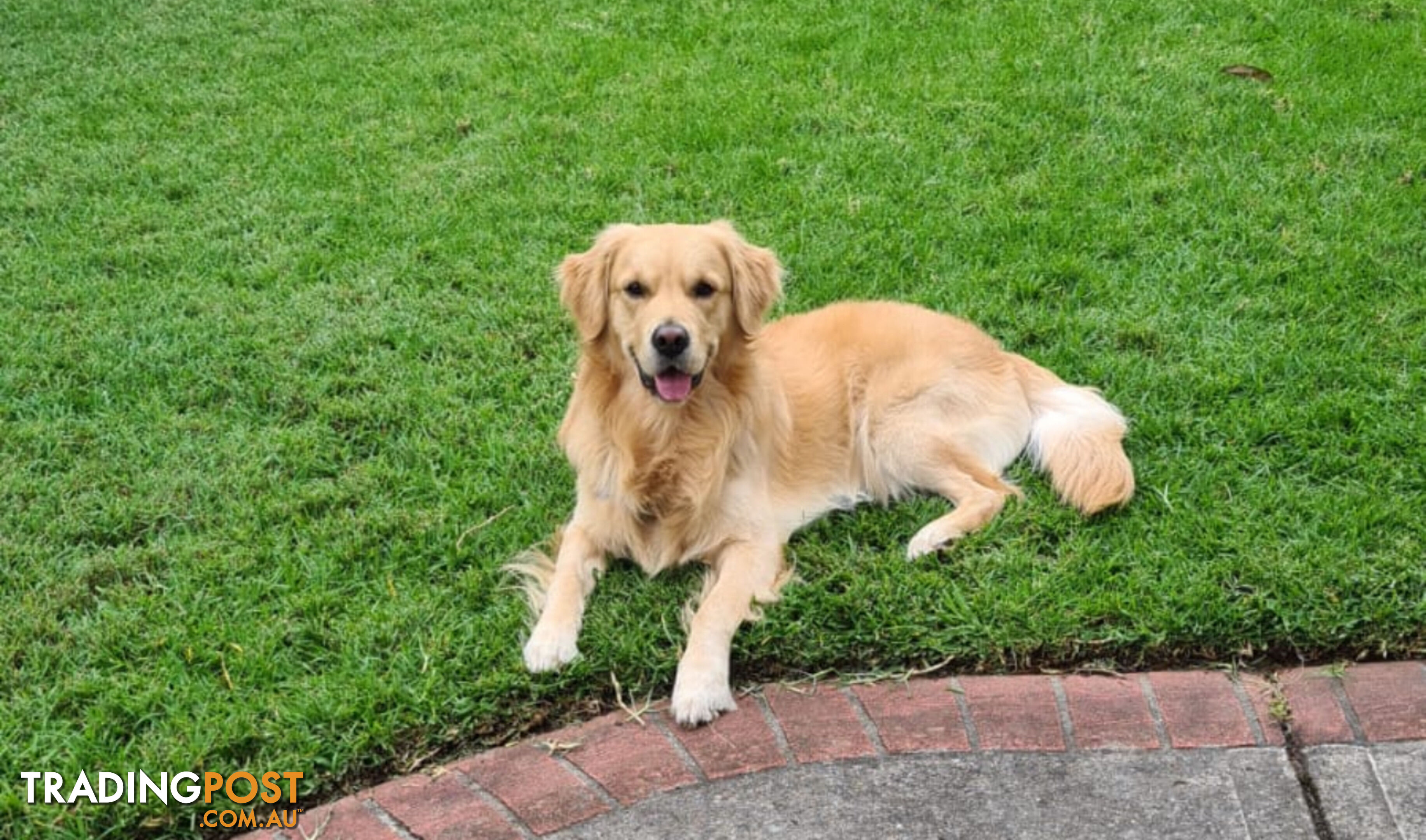 Golden Retriever Puppies