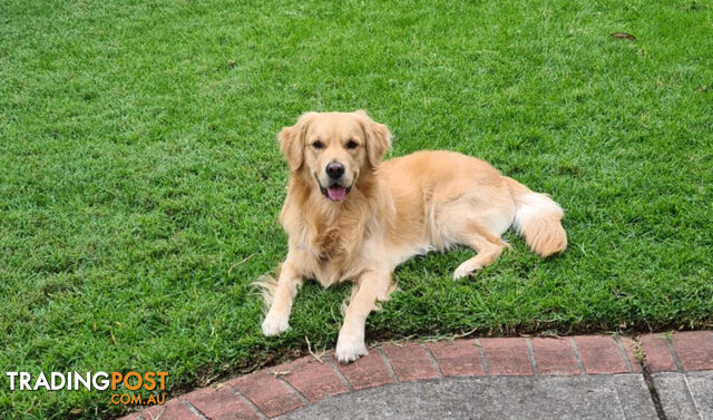 Golden Retriever Puppies