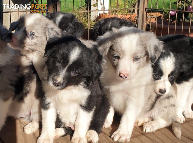 Beautiful Purebred Border Collie Puppies Ready Now!