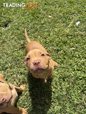 Amstaff Puppy• FEMALE• AVAILABLE