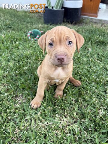 Amstaff Puppies• MALE & FEMALE• AVAILABLE NOW