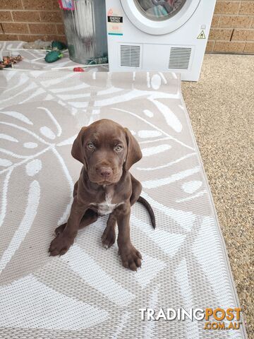 German Shorthaired Pointer x puppies