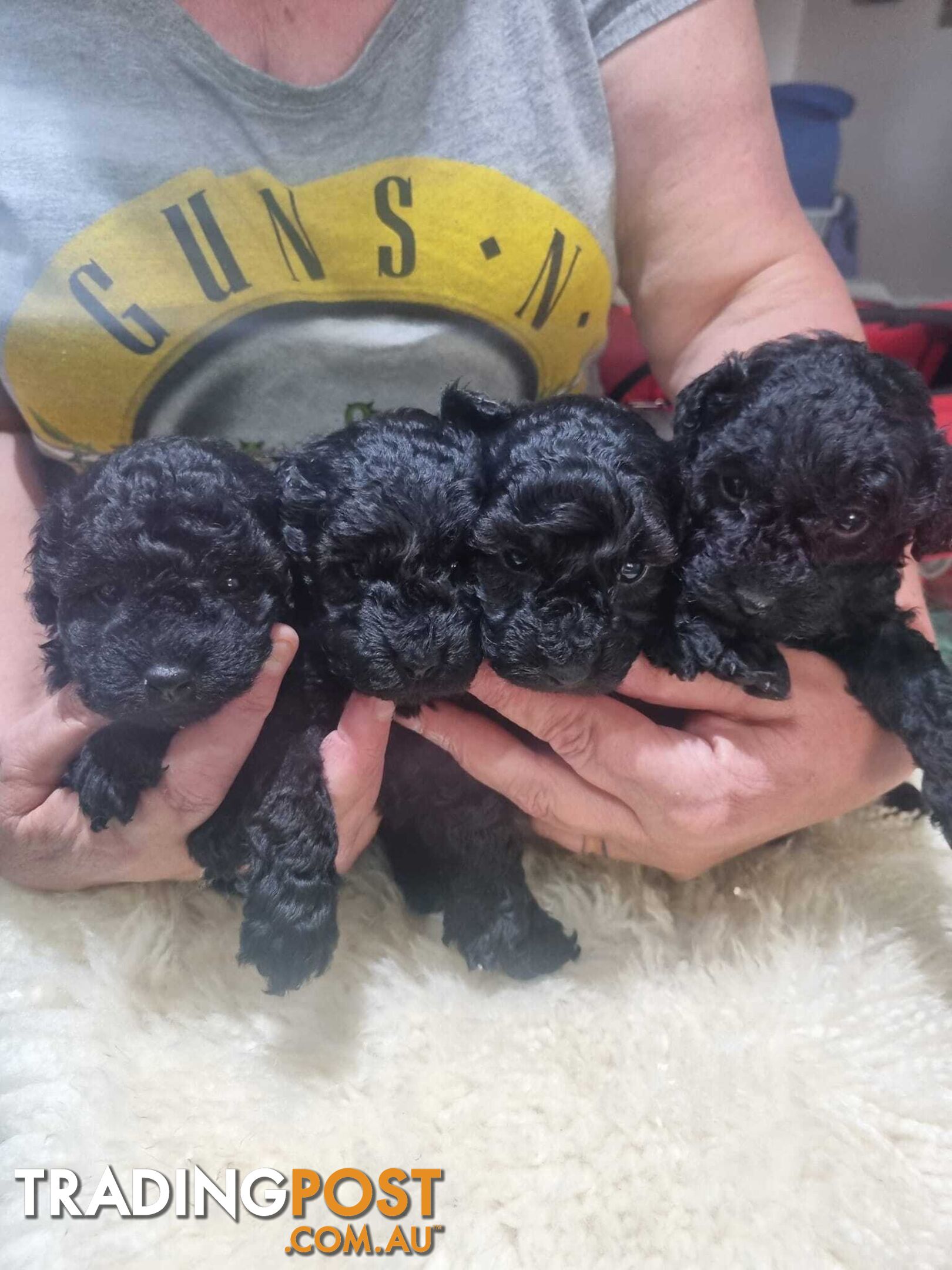 toy poodle puppies