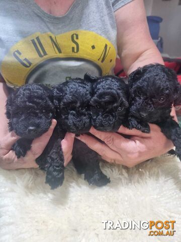 toy poodle puppies