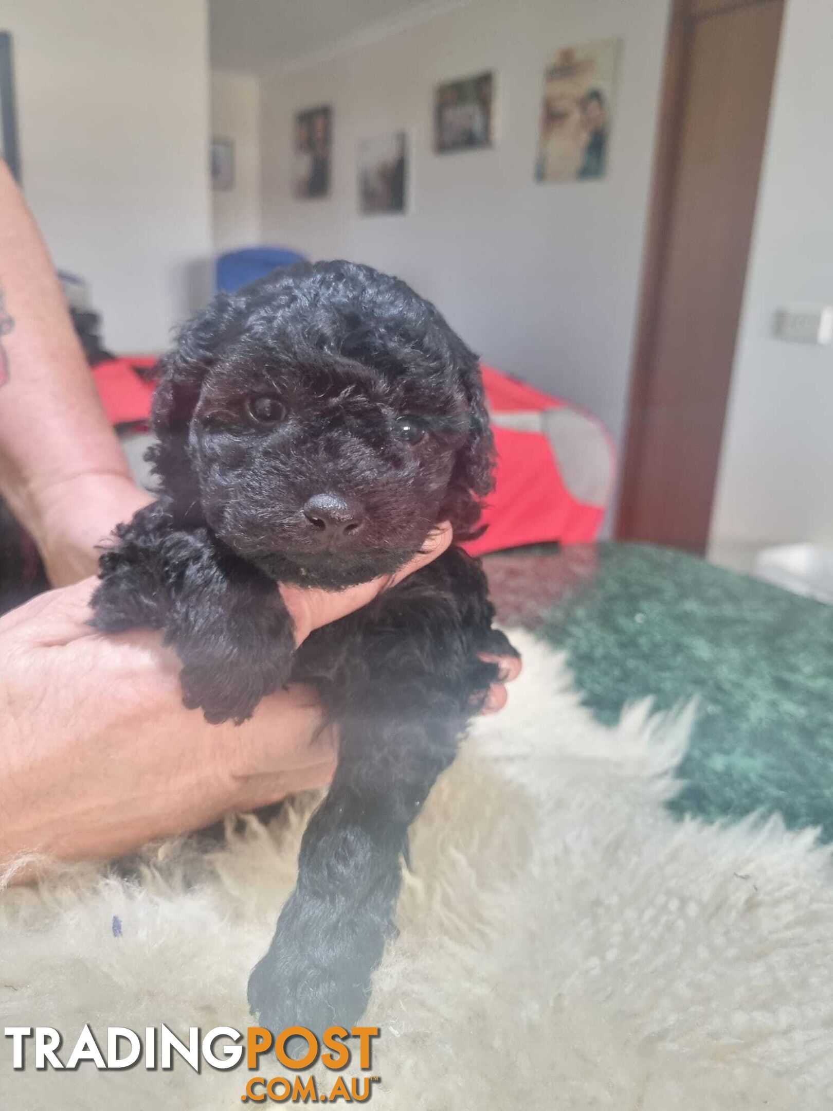 toy poodle puppies