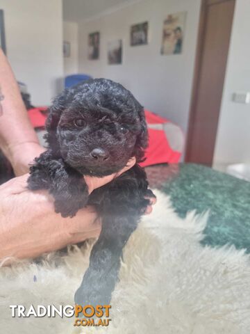 toy poodle puppies