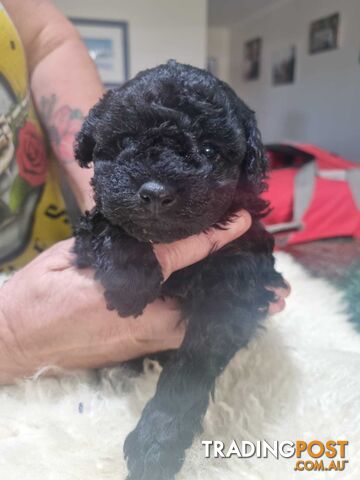 toy poodle puppies