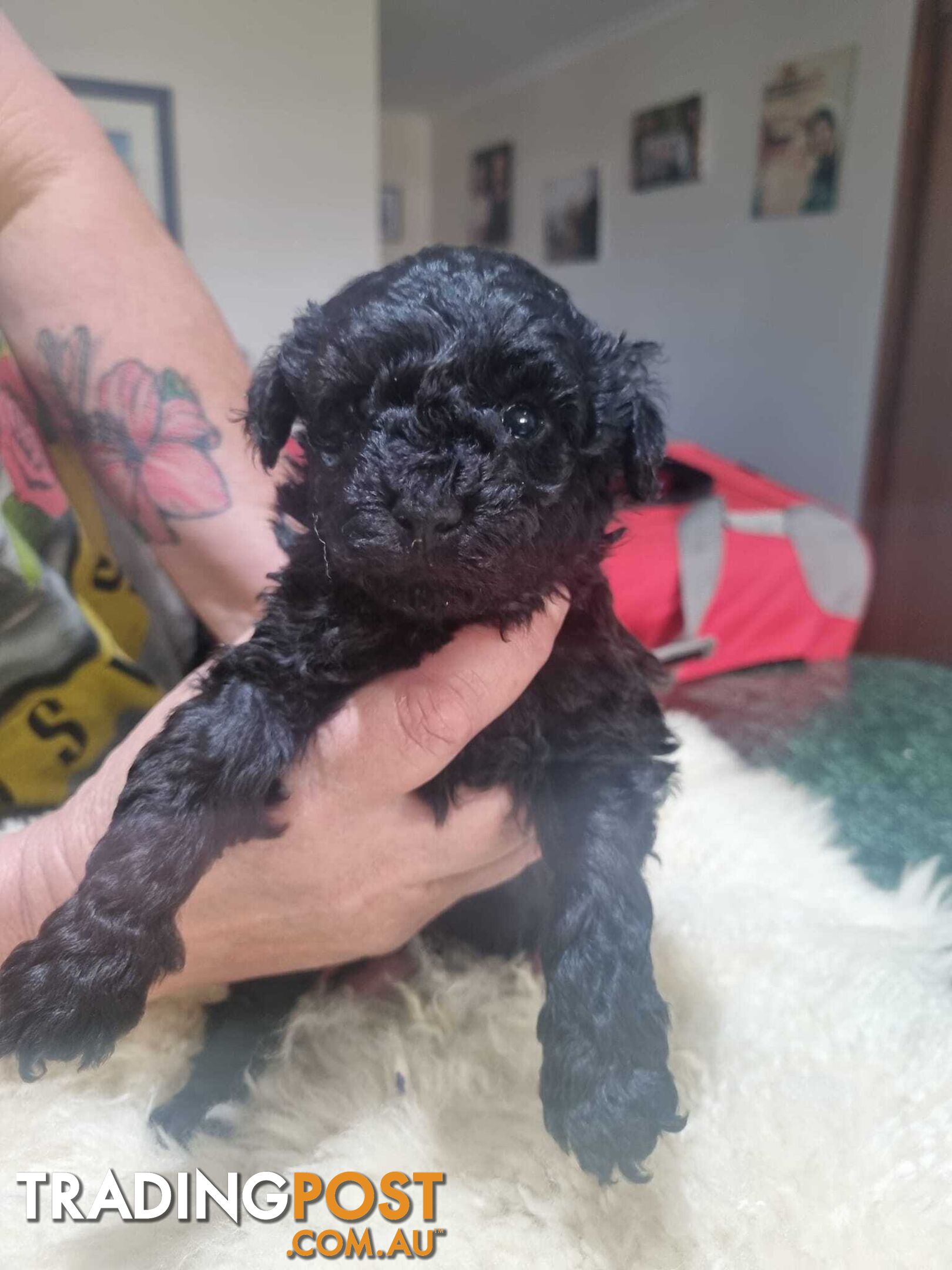 toy poodle puppies