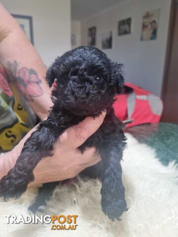 toy poodle puppies