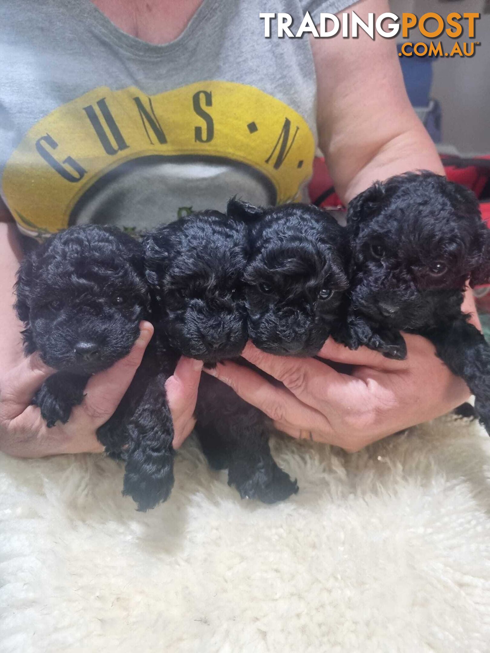 toy poodle puppies