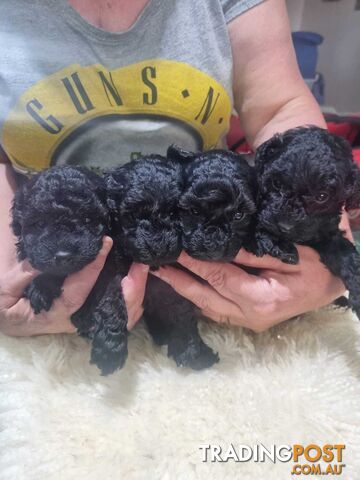 toy poodle puppies