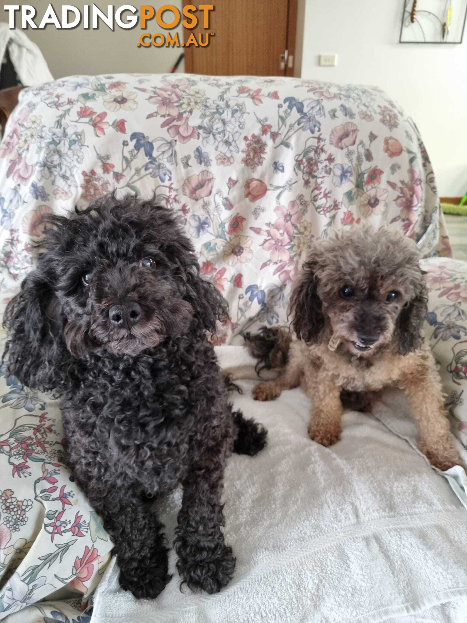 toy poodle puppies