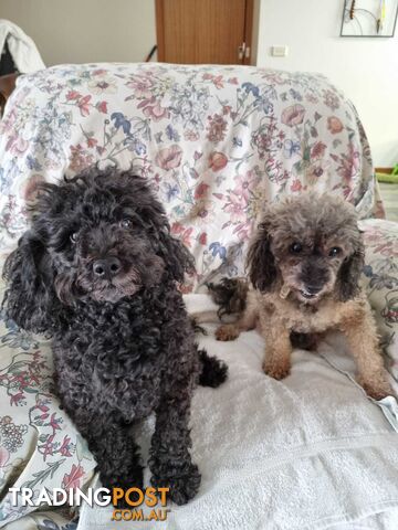 toy poodle puppies