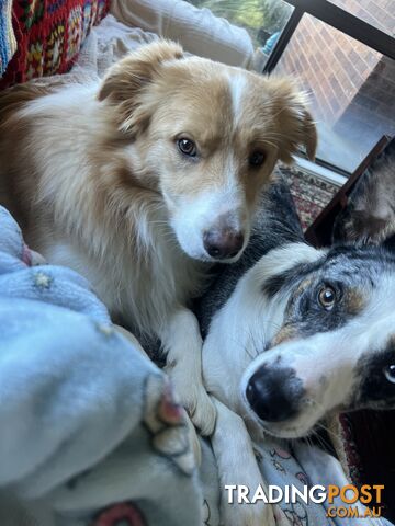 Border collie x kelpie puppies