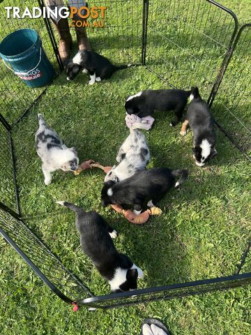 Border collie x kelpie puppies