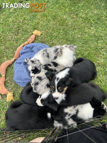 Border collie x kelpie puppies