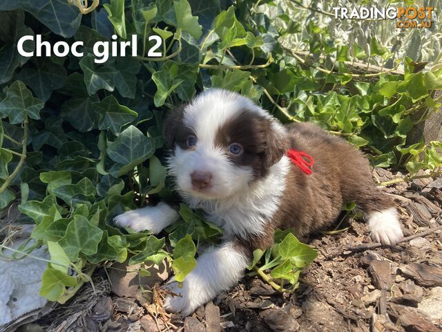 Pure Bred Border Collie Puppies