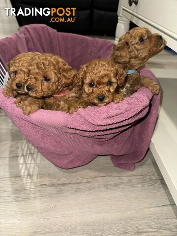 Pure breed toy poodle puppies