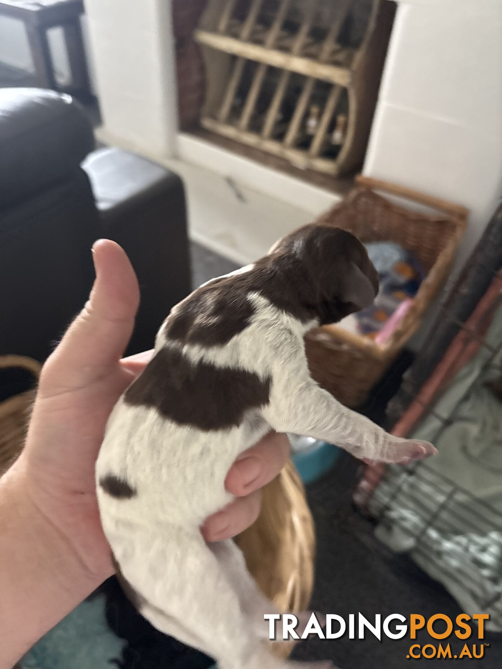 German shorthair pointer