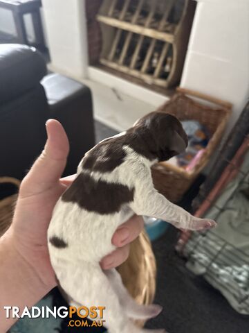 German shorthair pointer