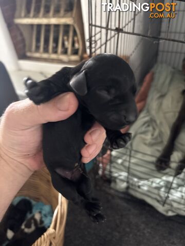 German shorthair pointer