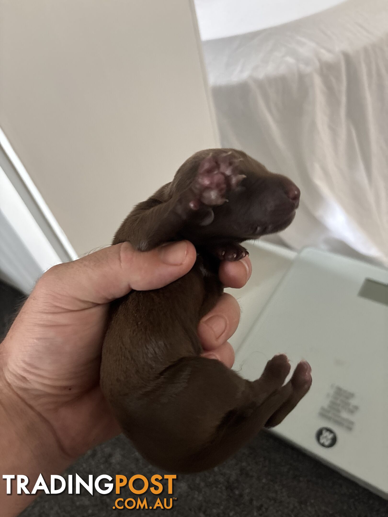 German shorthair pointer