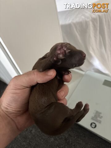 German shorthair pointer