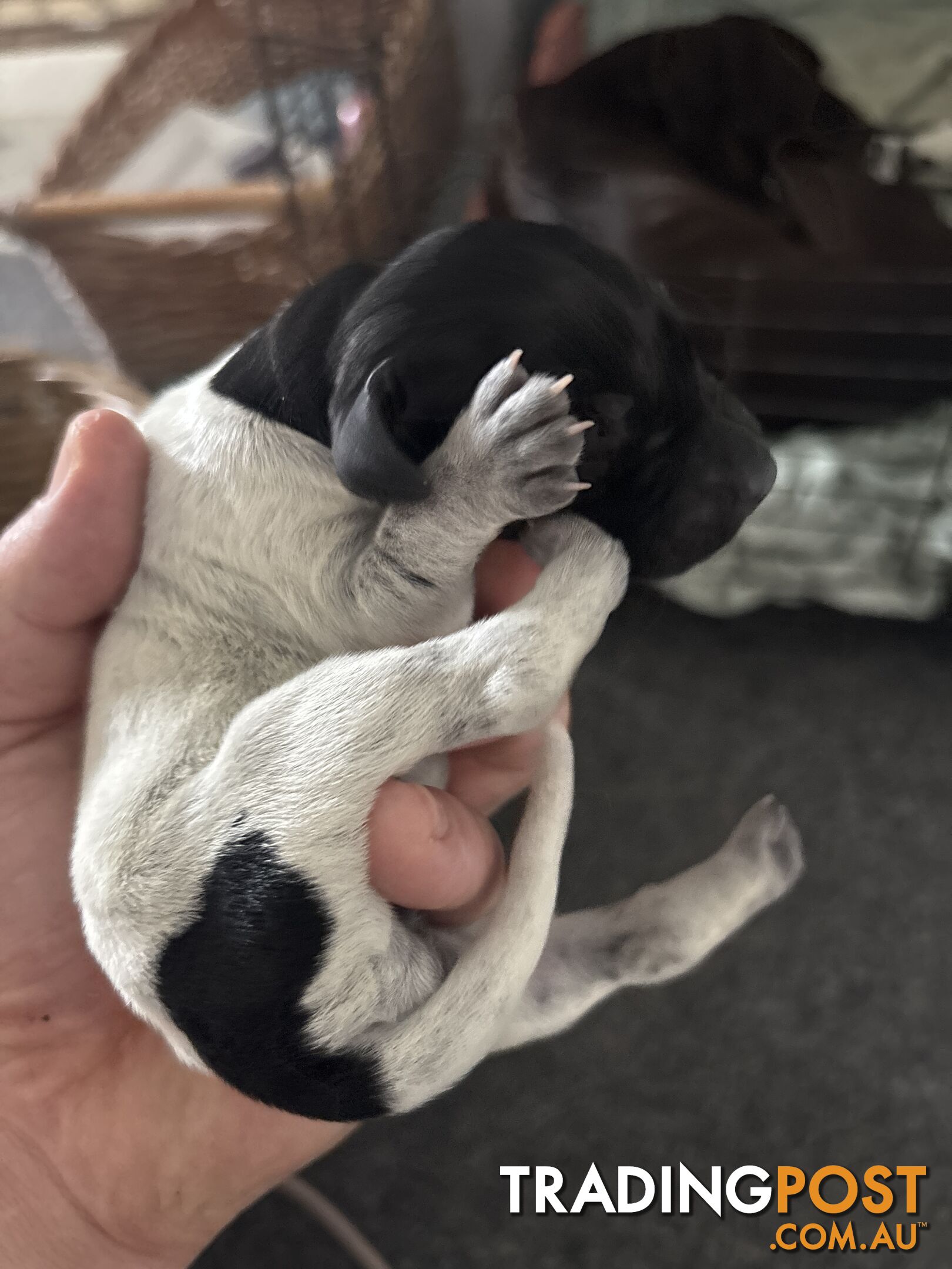 German shorthair pointer