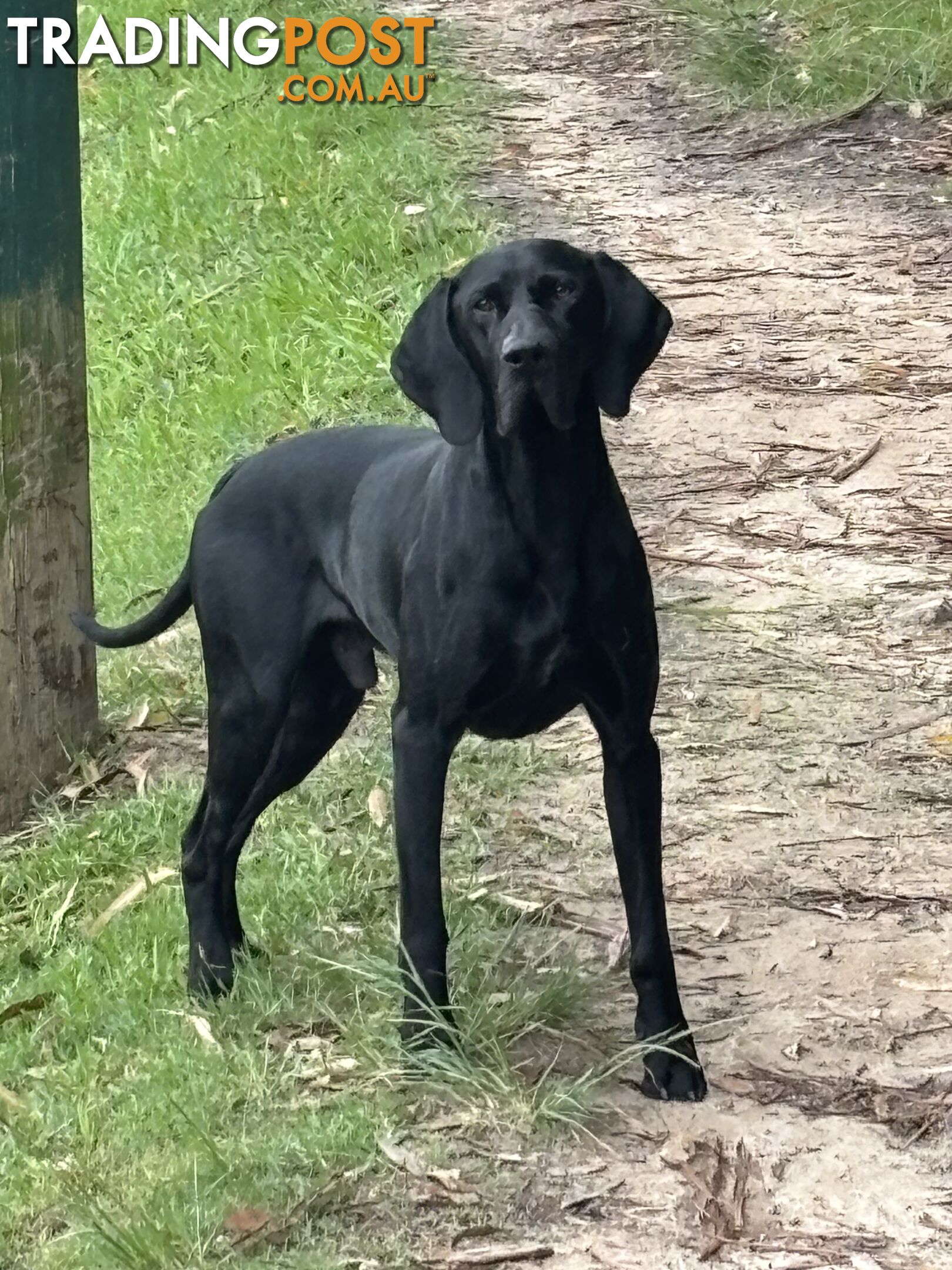 German shorthair pointer