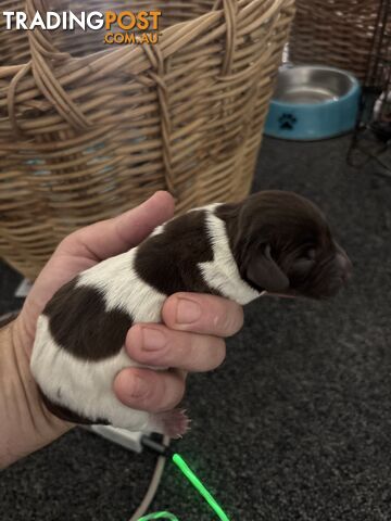 German shorthair pointer