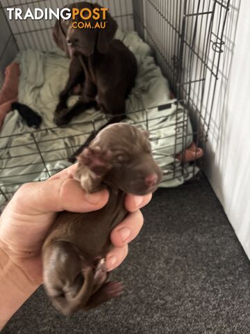 German shorthair pointer