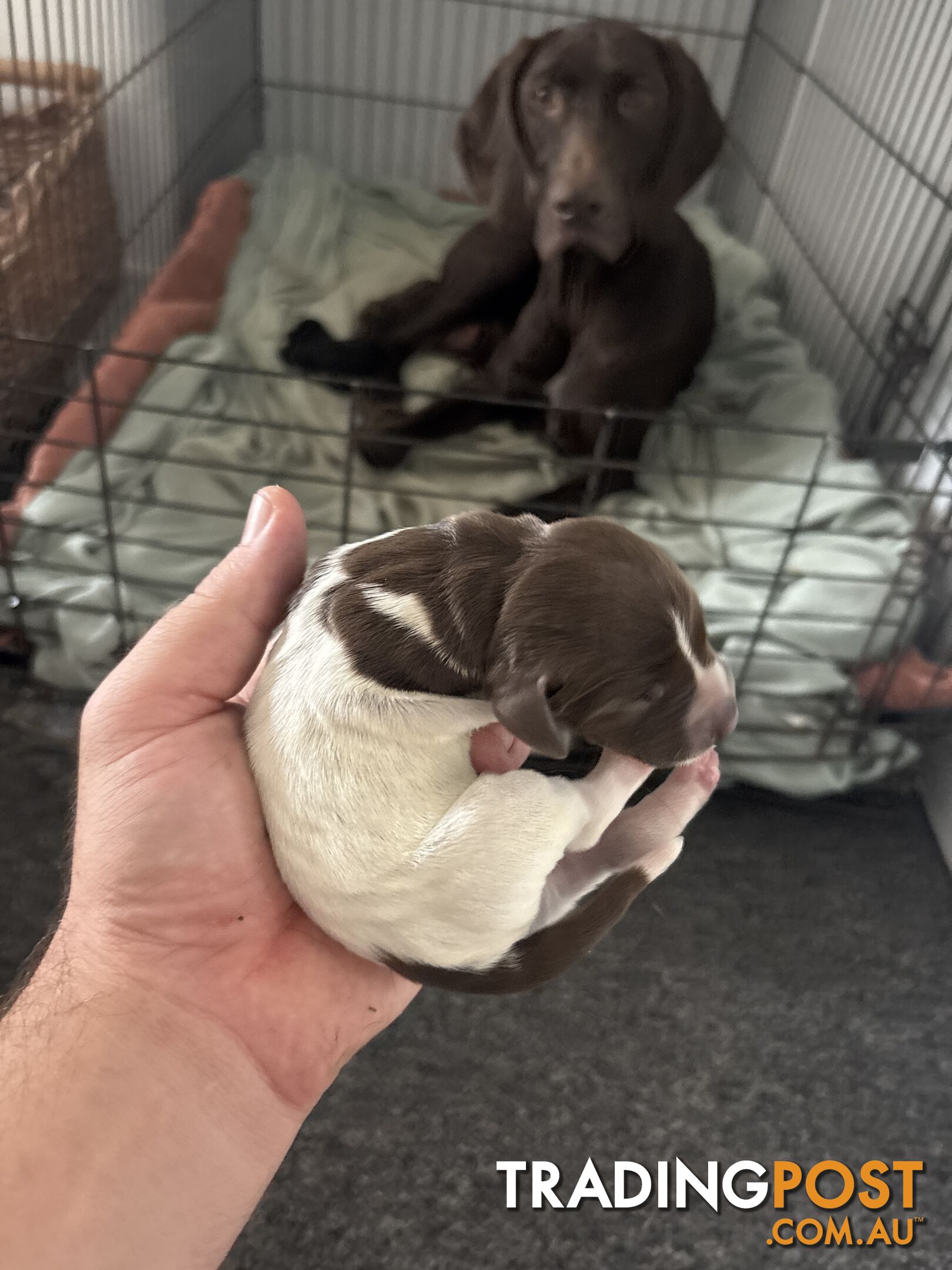 German shorthair pointer