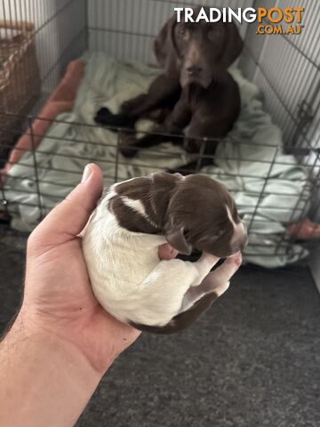 German shorthair pointer