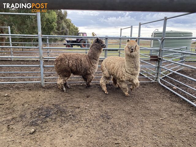 Alpaca for sale 1 female and 1 wether. Have been running with sheep
