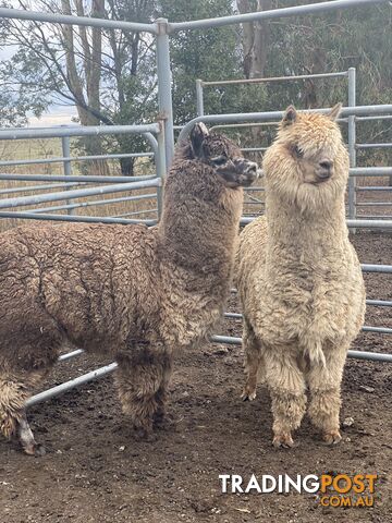 Alpaca for sale 1 female and 1 wether. Have been running with sheep