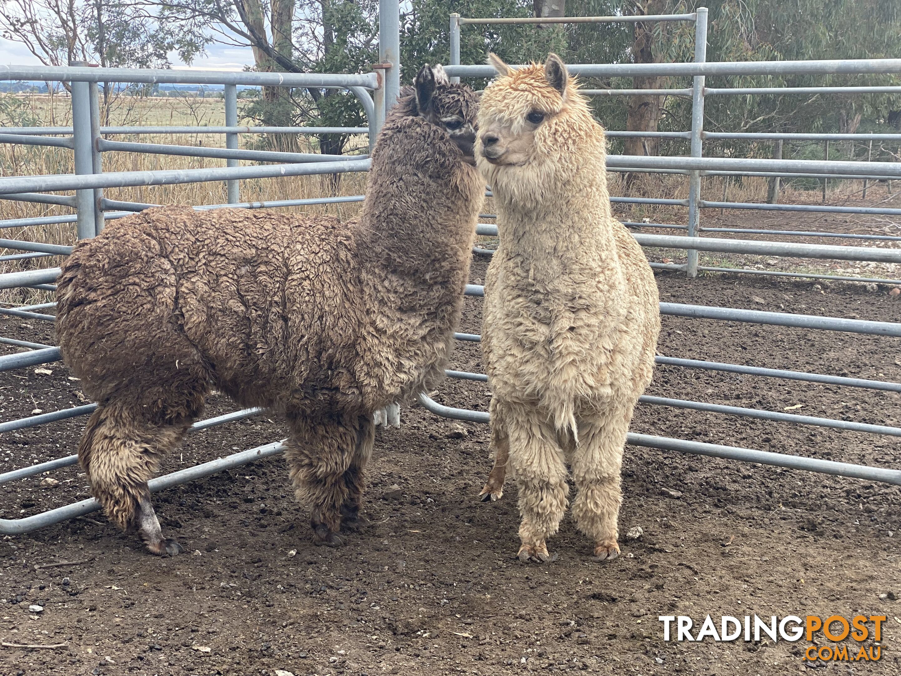 Alpaca’s for sale. 1 female and 1 wether. Both have been running with sheep